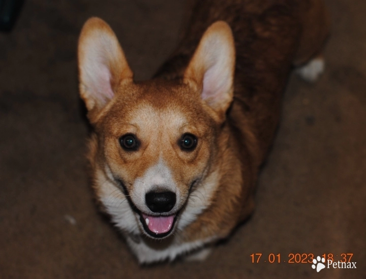 Bandit Pembroke Welsh Corgi