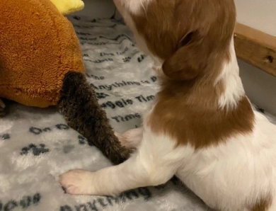 puppies Irish Red and White Setter