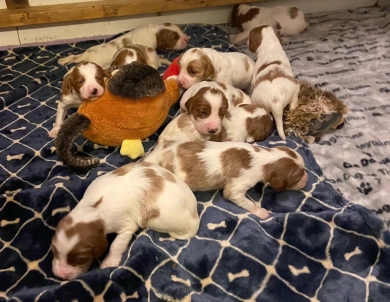 puppies Irish Red and White Setter