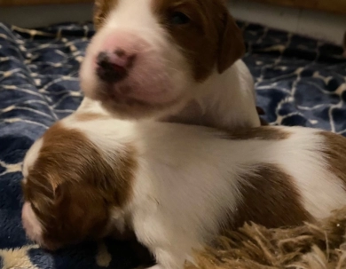 puppies Irish Red and White Setter