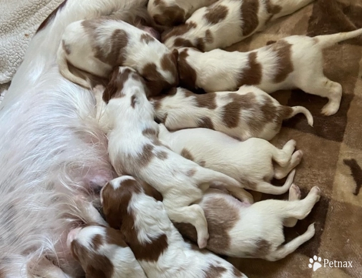 puppies Irish Red and White Setter