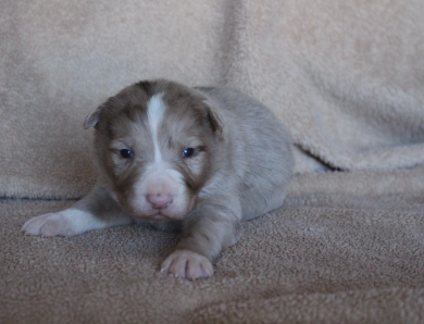 Blue Collar Border Collie