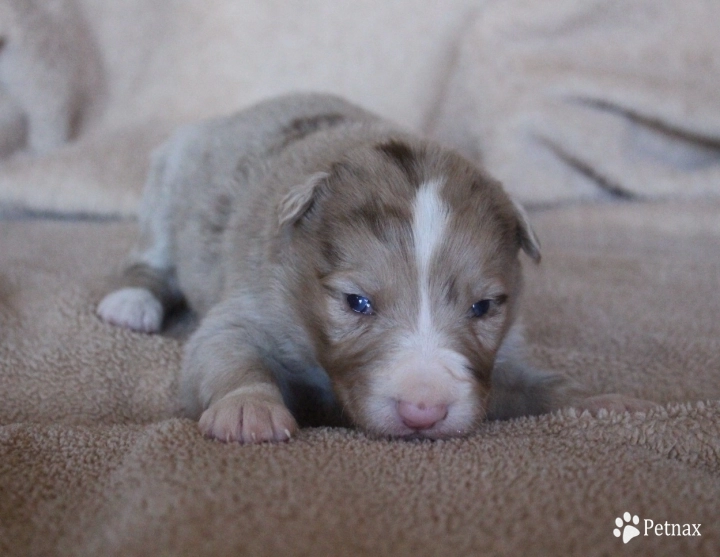 Blue Collar Border Collie