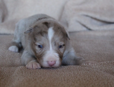 Blue Collar Border Collie