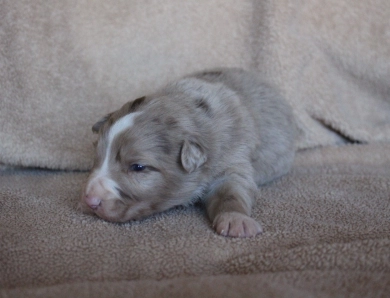 Blue Collar Border Collie