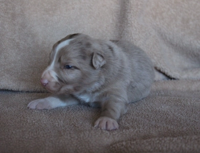 Blue Collar Border Collie