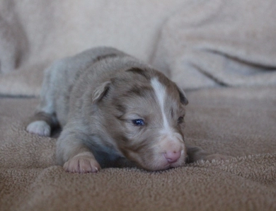 Blue Collar Border Collie