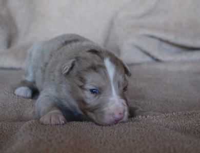 Blue Collar Border Collie