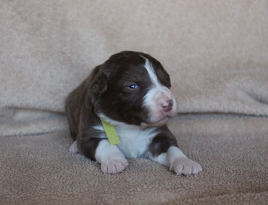 Lime Collar Border Collie