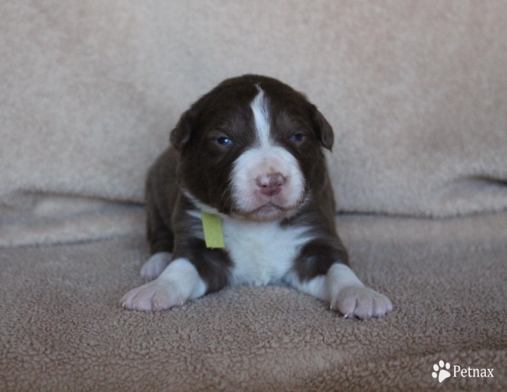 Lime Collar Border Collie