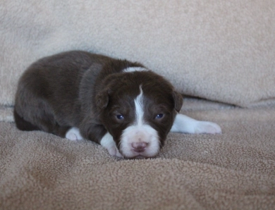 Lime Collar Border Collie