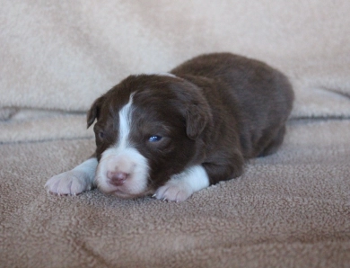 Lime Collar Border Collie