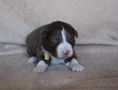 Lime Collar Border Collie