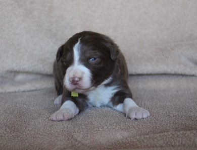 Lime Collar Border Collie