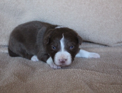 Lime Collar Border Collie