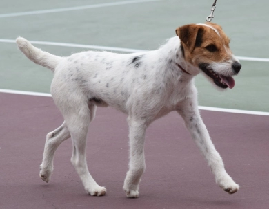 Ruger Jack Russell