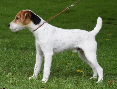 Ruger Jack Russell