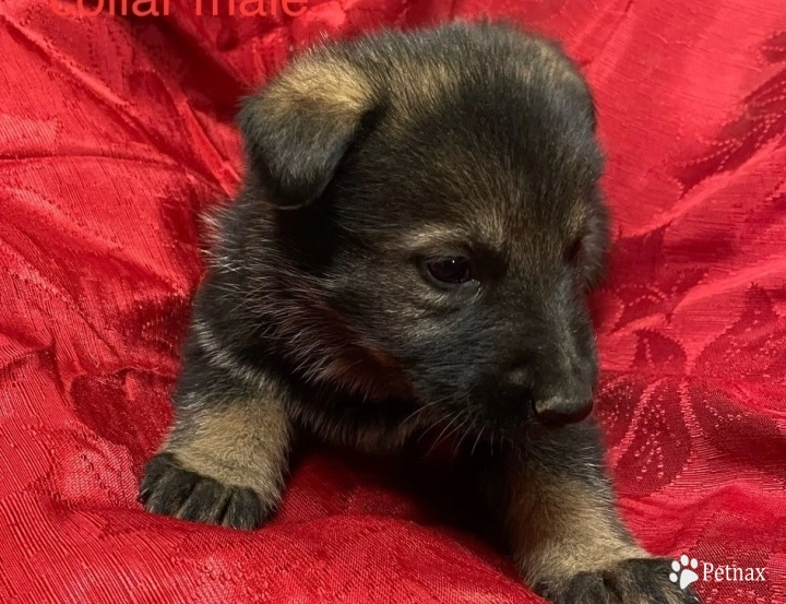 Orange collar Sable male German Shepherd