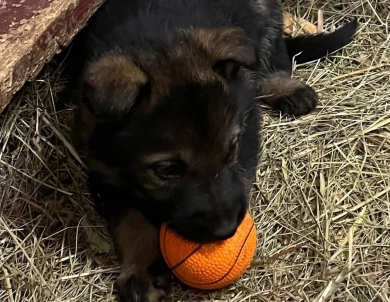 Orange collar Sable male German Shepherd