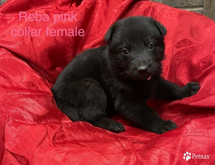 Pink collar female  German Shepherd