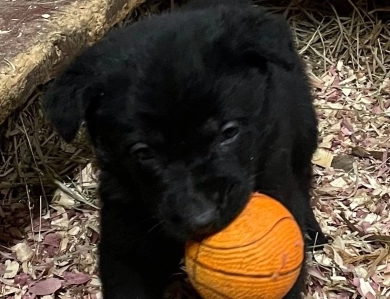 Pink collar female  German Shepherd