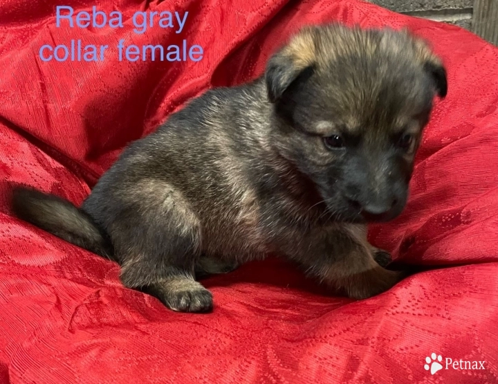 Gray collar female German Shepherd