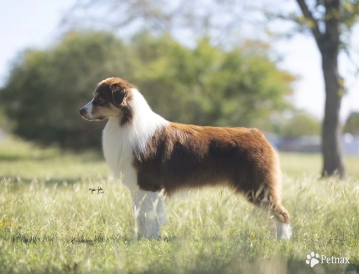 Toby  Australian Shepherd