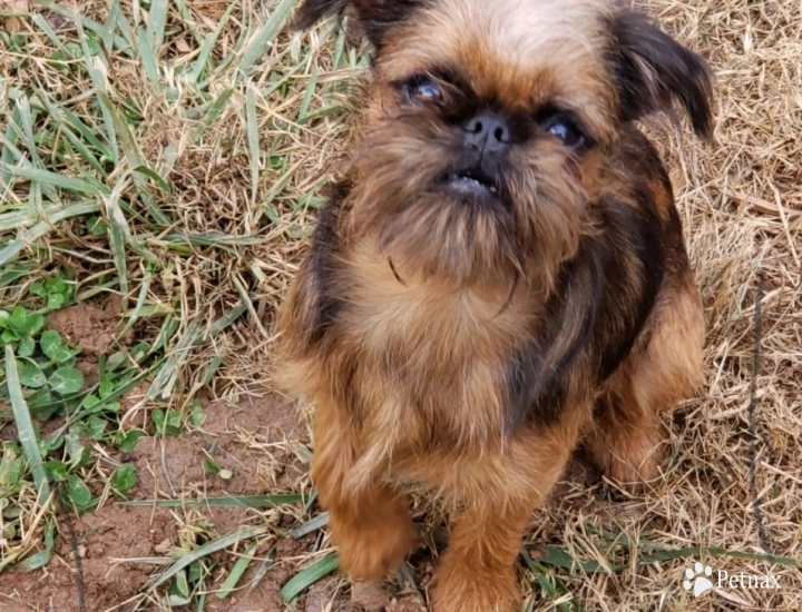 Taz Brussels Griffon