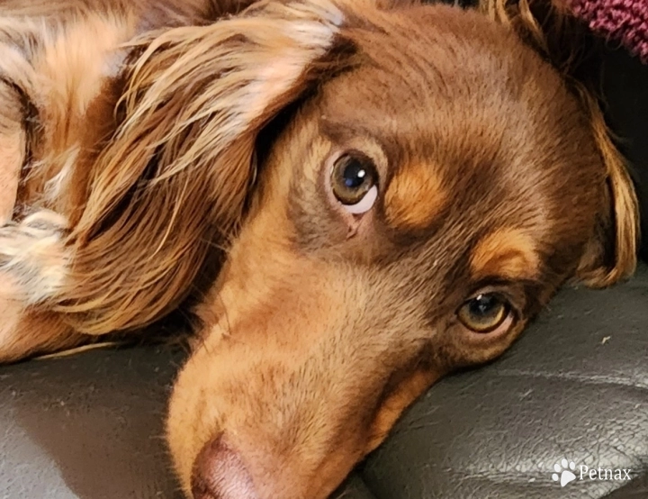 Itsar Ranch Maverick  Dachshund