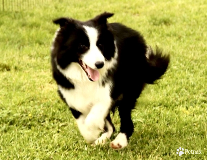 CH Omegamtn The Great Escape Border Collie