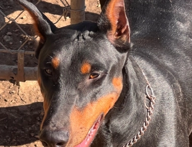 Rhea  Doberman Pinscher