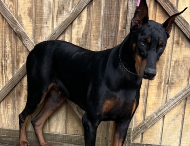 Rhea  Doberman Pinscher