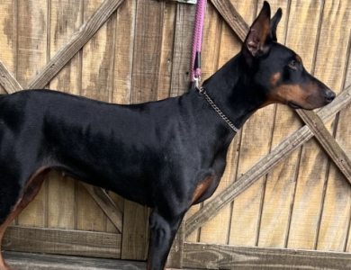 Rhea  Doberman Pinscher