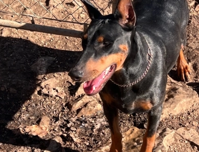 Rhea  Doberman Pinscher