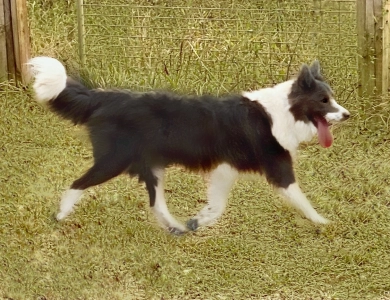 BBC Opal Border Collie