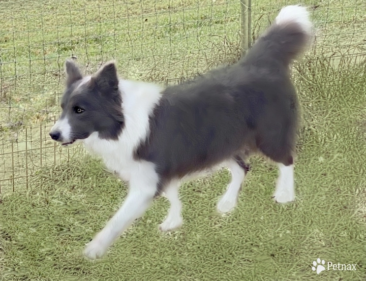 BBC Opal Border Collie