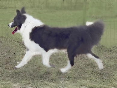 BBC Opal Border Collie