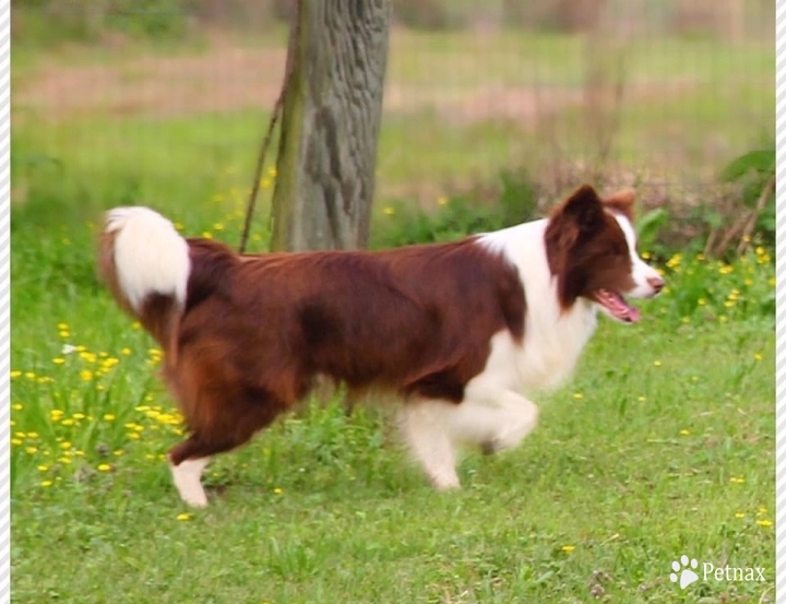 Omegamtn Double Dutch Jump Rope Border Collie