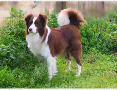 Omegamtn Double Dutch Jump Rope Border Collie