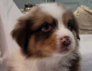 LIL PINES TAKE EM TO THE TRAIN STATION Australian Shepherd