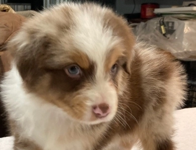 LIL PINES TAKE EM TO THE TRAIN STATION Australian Shepherd