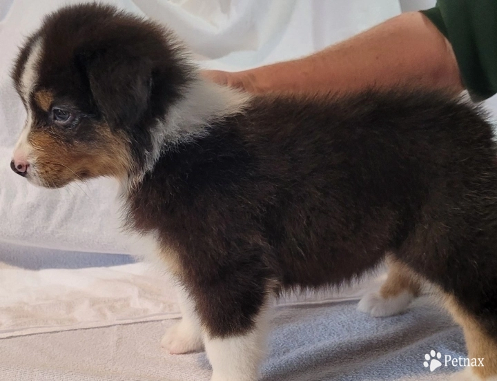 LIL PINES SHELBY Australian Shepherd