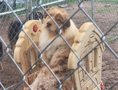 Thornapple New Sheriff In Town Australian Shepherd