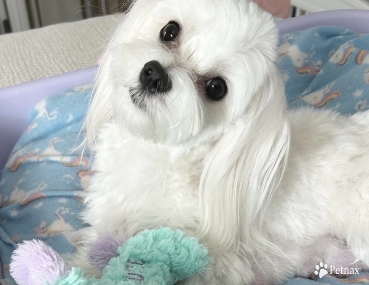 Lexie (Larimar's Crystal Alexis) AKC Maltese