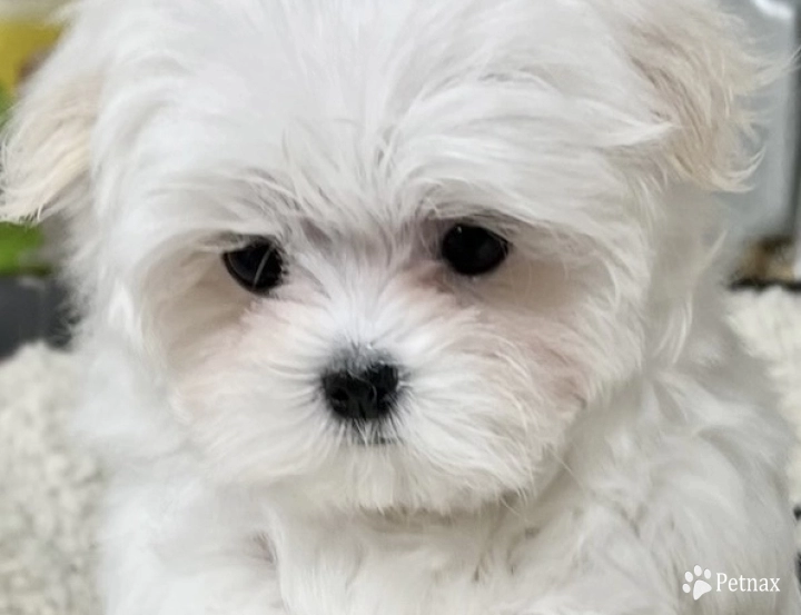 Jaimee (Carisma's Tiny Dancer Jaimee) AKC Maltese