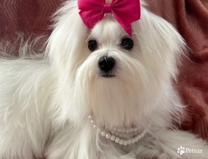 Gracie Joy (Carisma's Grace) AKC Maltese