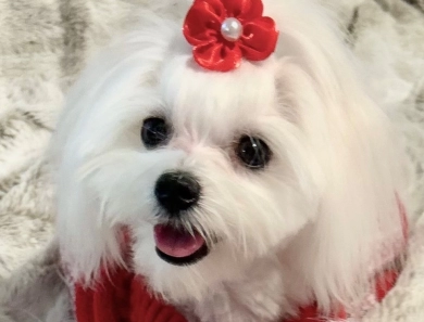 Gracie Joy (Carisma's Grace) AKC Maltese