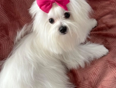 Gracie Joy (Carisma's Grace) AKC Maltese