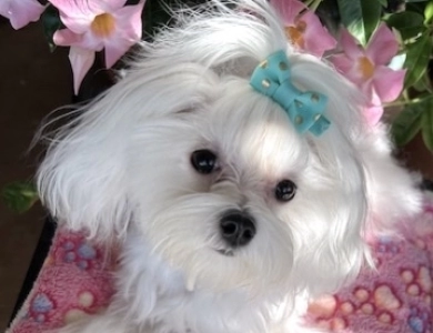 Ivy  (Carisma's Ivy Noelle) AKC Maltese