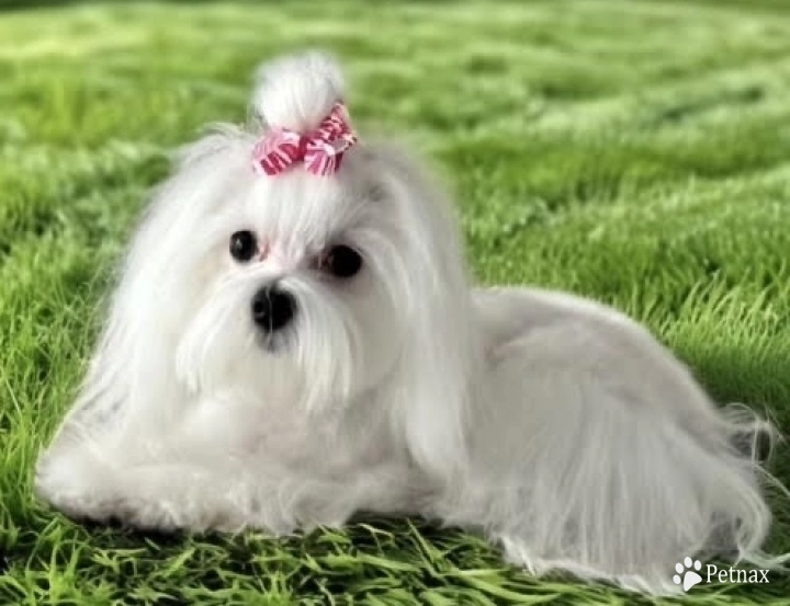 Ivy  (Carisma's Ivy Noelle) AKC Maltese